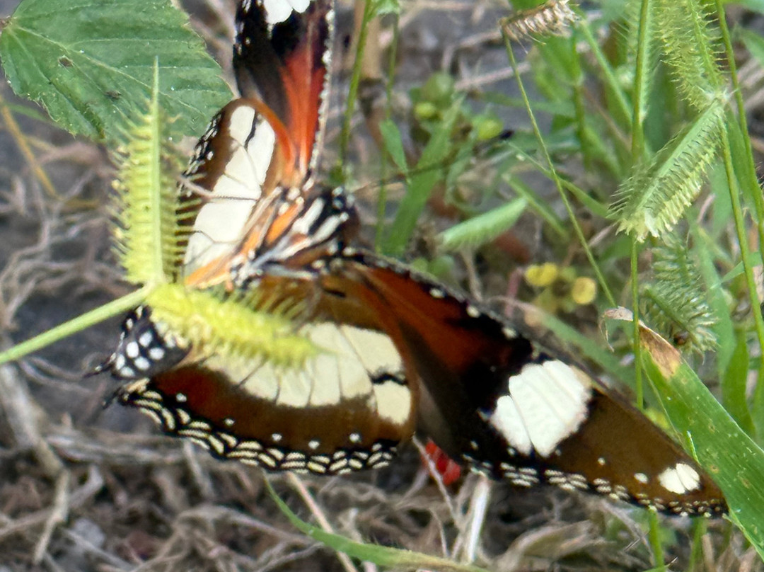 Lima Tours-Santo Antao必去景点