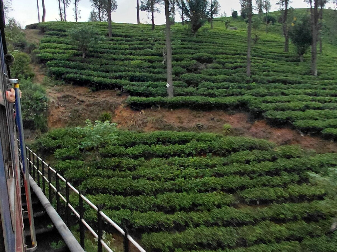 Royal Island Tours-尼甘布必去景点