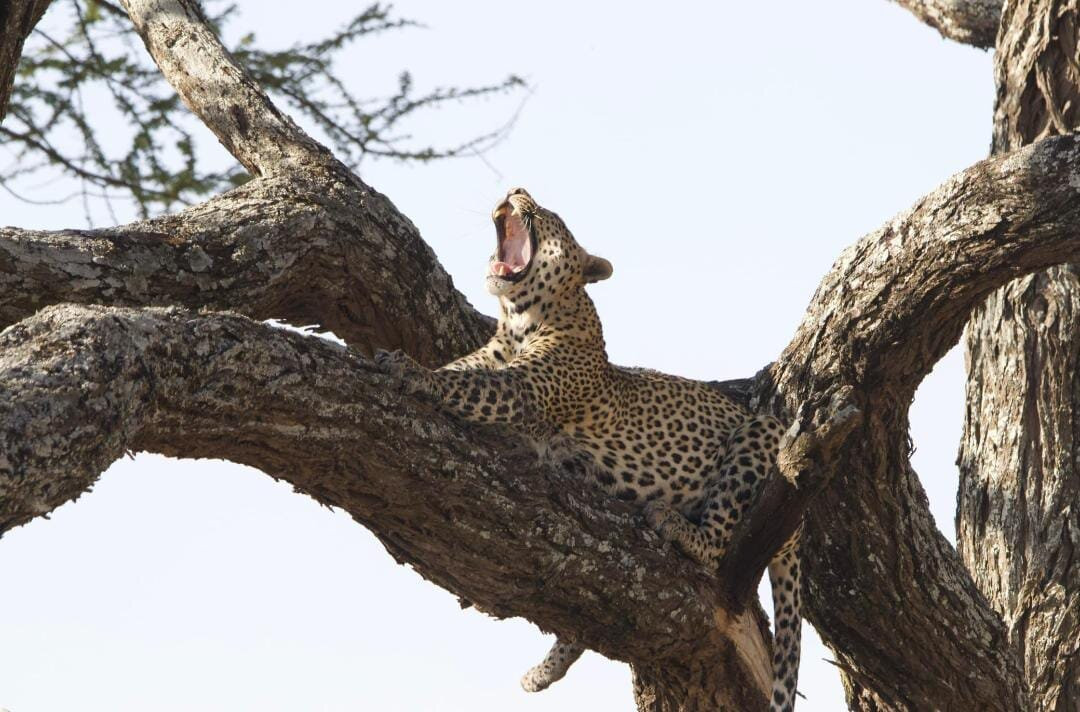 Natural World Kenya Safaris-Masai Mara-Mara North Conservancy必去景点