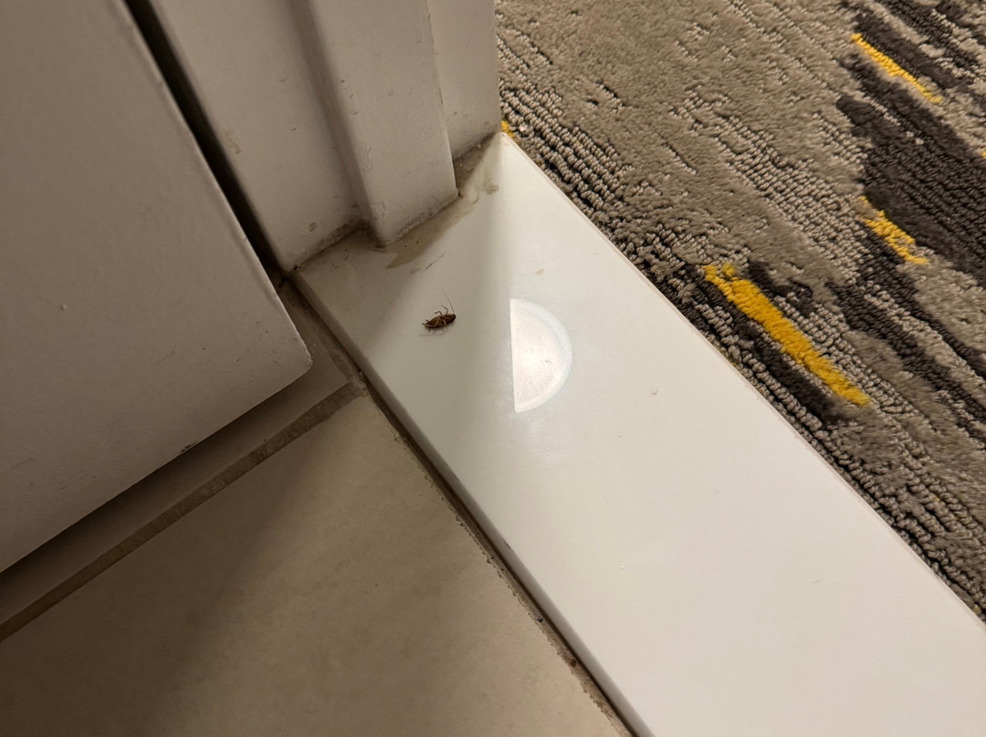 爱迪生拉里坦中心喜来登酒店主图