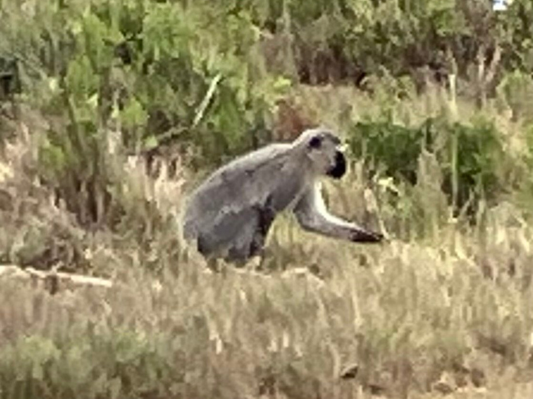 Addo Ventures Guided Safaris-伊丽莎白港必去景点