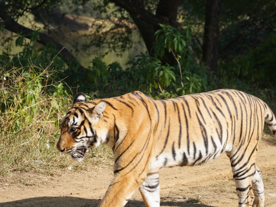 Khem Villas Ranthambore主图