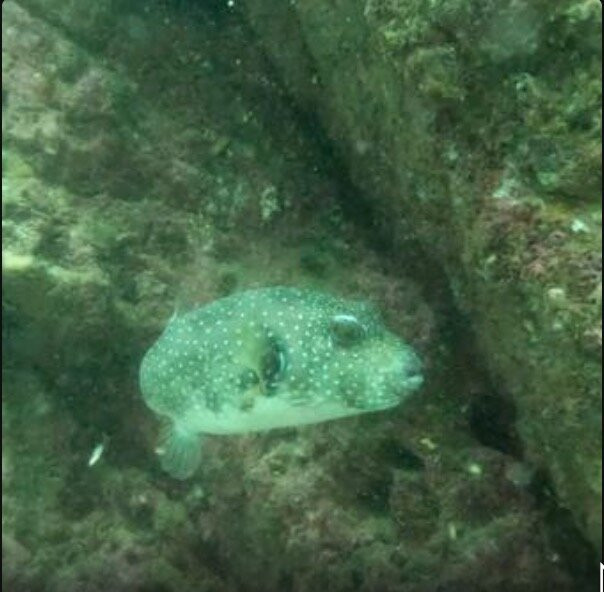 Scuba Diving Anfibios Huatulco-Crucecita必去景点