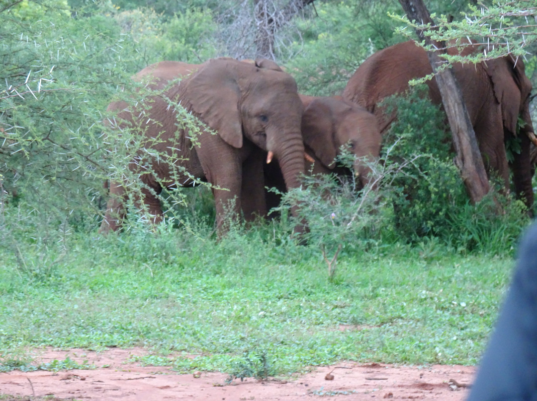 Letamo at Qwabi Private Game Reserve主图