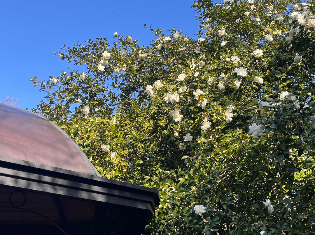 Camellia Hill-西归浦市必去景点