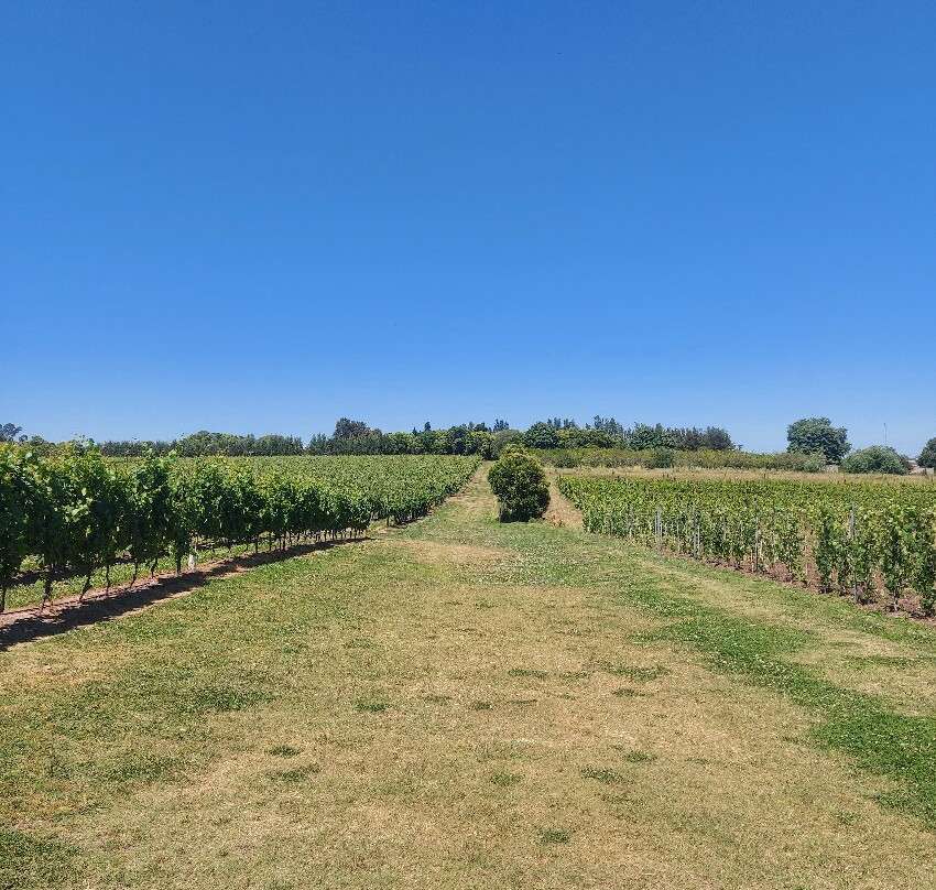 Pizzorno Family Estates-Canelones必去景点