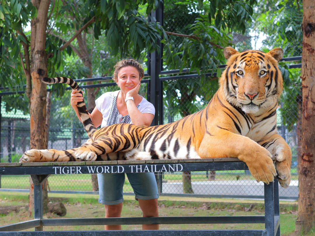 Tiger World Thailand-丹能沙都必去景点