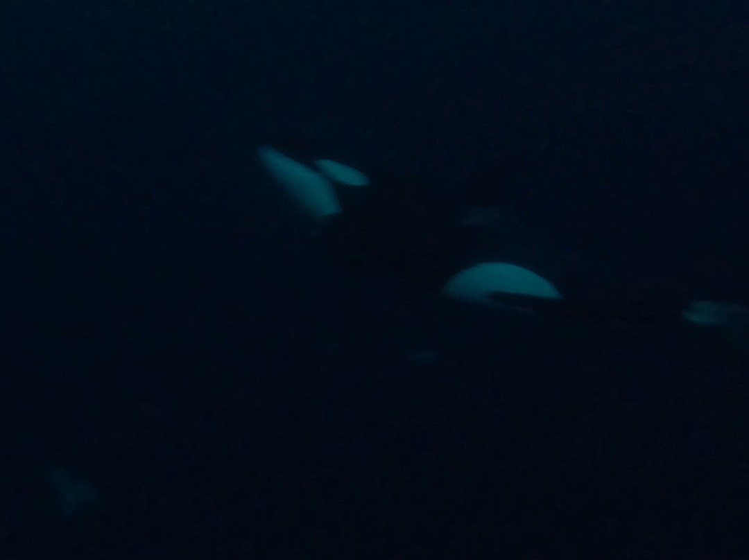 Lofoten Opplevelser-霍宁斯沃格必去景点