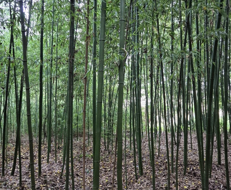 Bamboo plantation