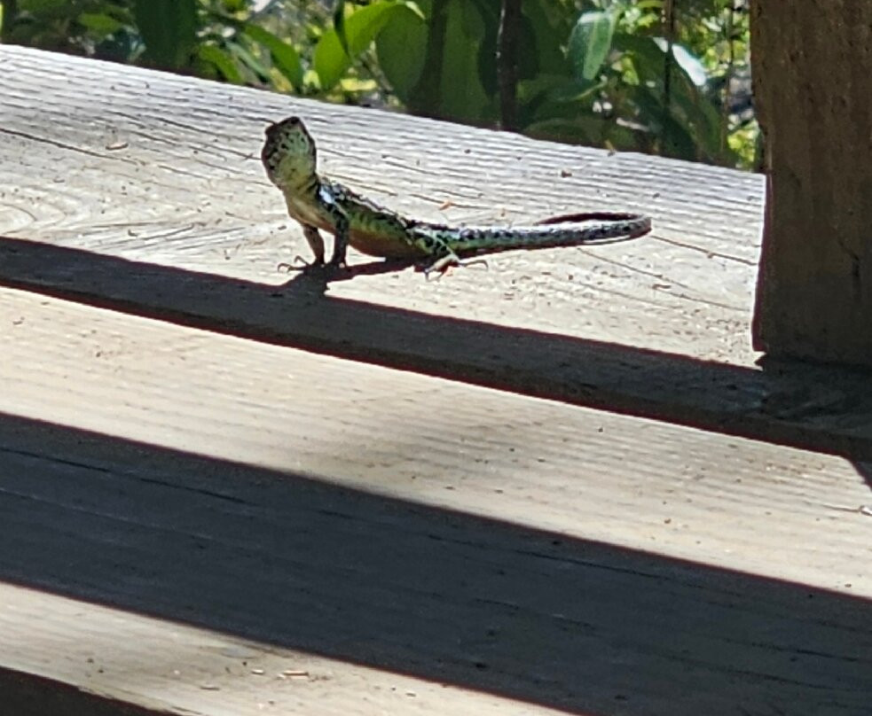 Parque Nacional Alerce Costero-Ciudad La Union必去景点