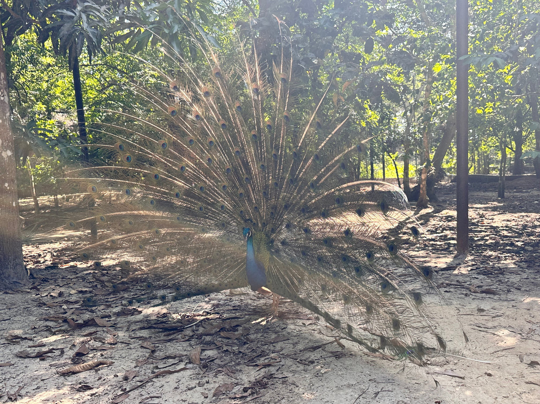 猎豹动物园-桑给巴尔岛必去景点