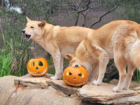 WA Wildlife-珀斯必去景点