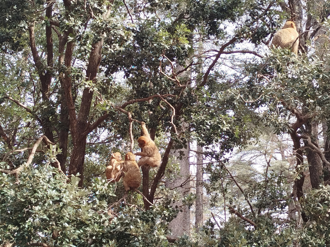 Azrou Cedar Forest-Azrou必去景点