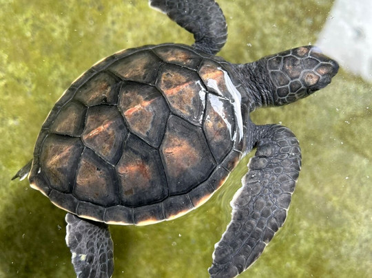 Tuktuk Ceylon Safaris-卡卢特勒必去景点