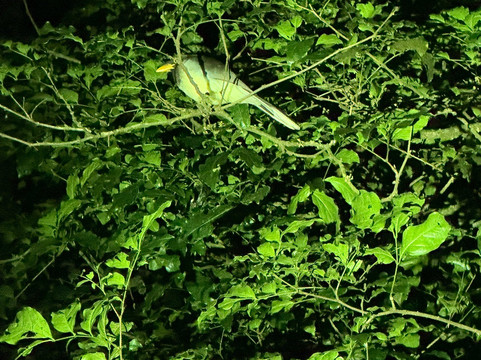 Monteverde Guided Tour-蒙特沃德必去景点