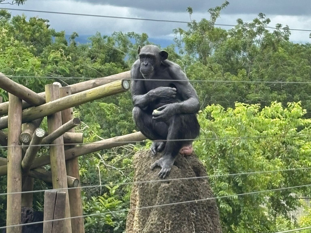 Jane Goodall Chimpanzee Eden Sanctuary-尼斯普鲁特必去景点