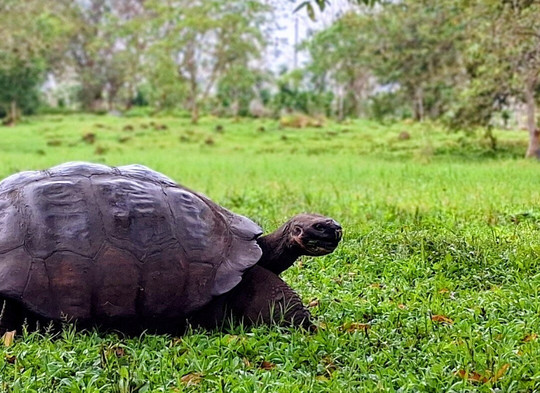 Go Galapagos-基多必去景点