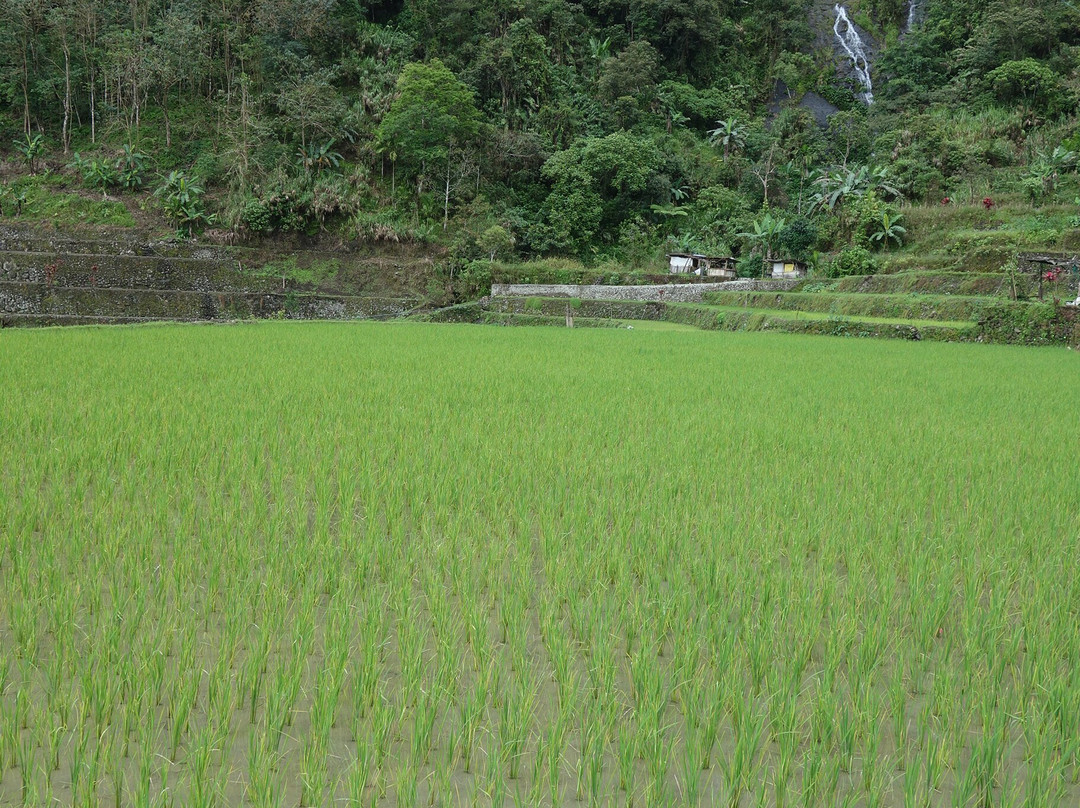 Bangaan Ifugao Rice Terraces-Banaue必去景点