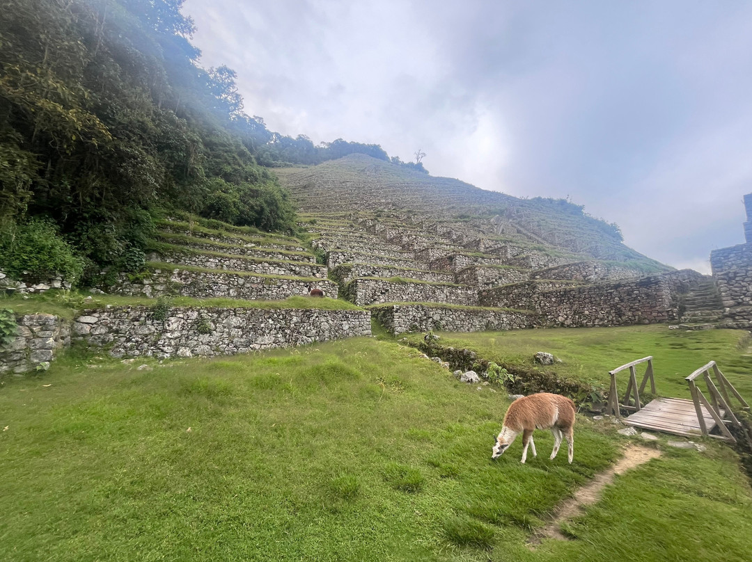Alpaca Expeditions-库斯科必去景点