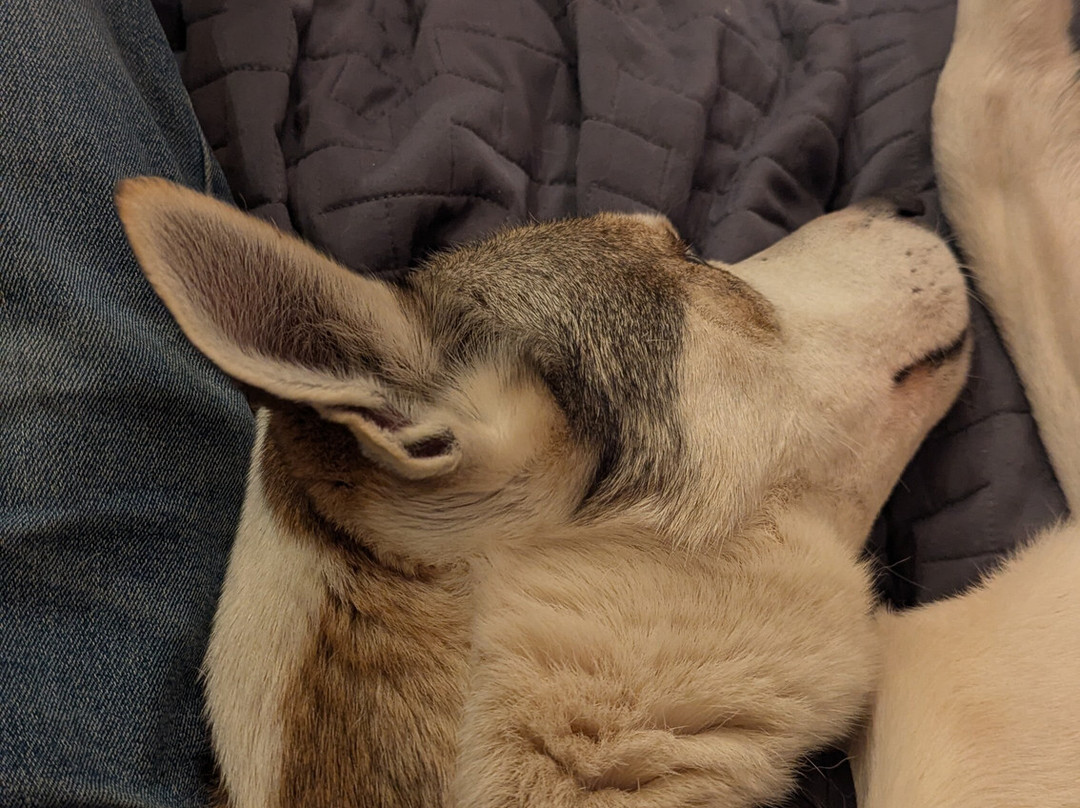 Unique husky sleddog tours near Helsinki-赫尔辛基必去景点