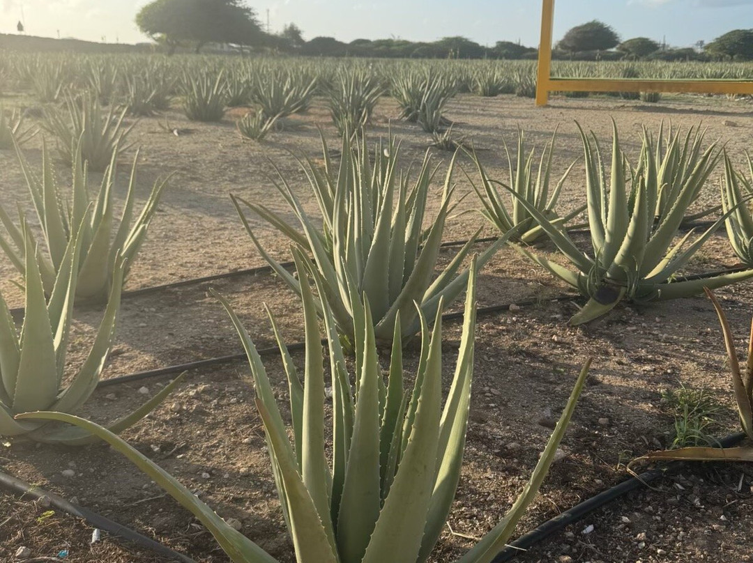 Aruba Aloe Factory, Museum and Store-阿鲁巴岛必去景点