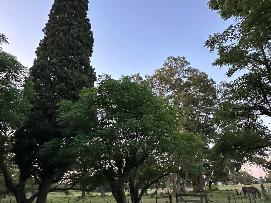 Las Flores酒店住宿-Estancia La Tomasa
