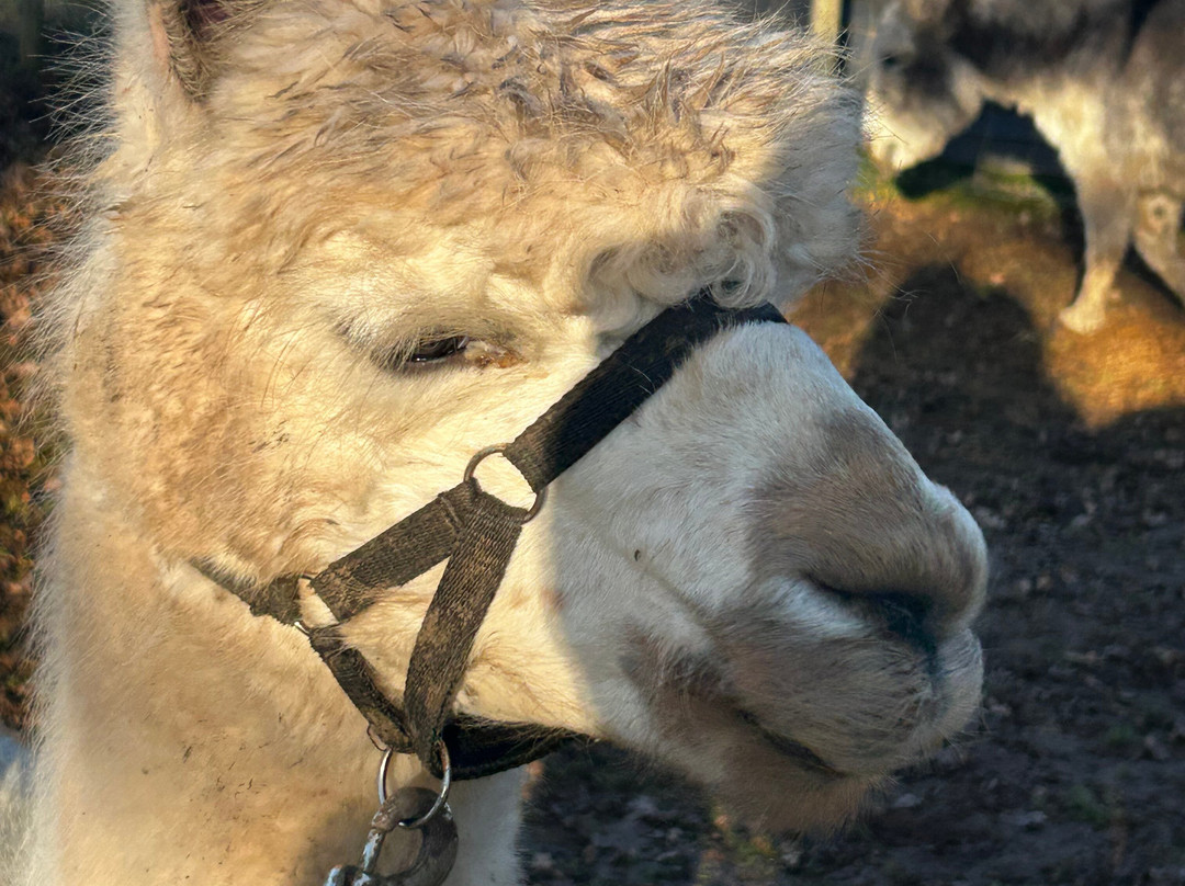 Lucky Tails Alpaca Farm-Atherstone必去景点