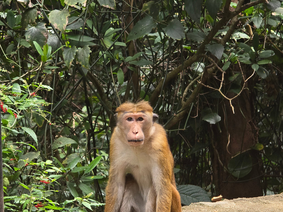 Lux Tours Lanka-康提必去景点