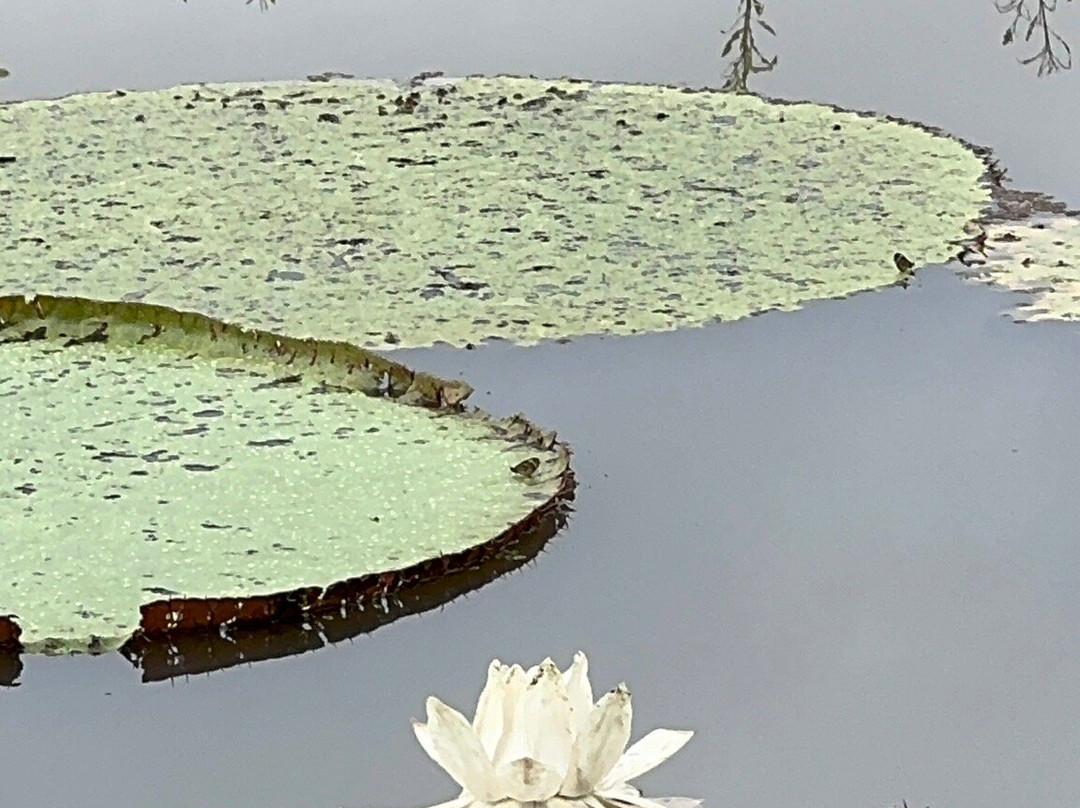 Jungle Experiences-伊基托斯必去景点