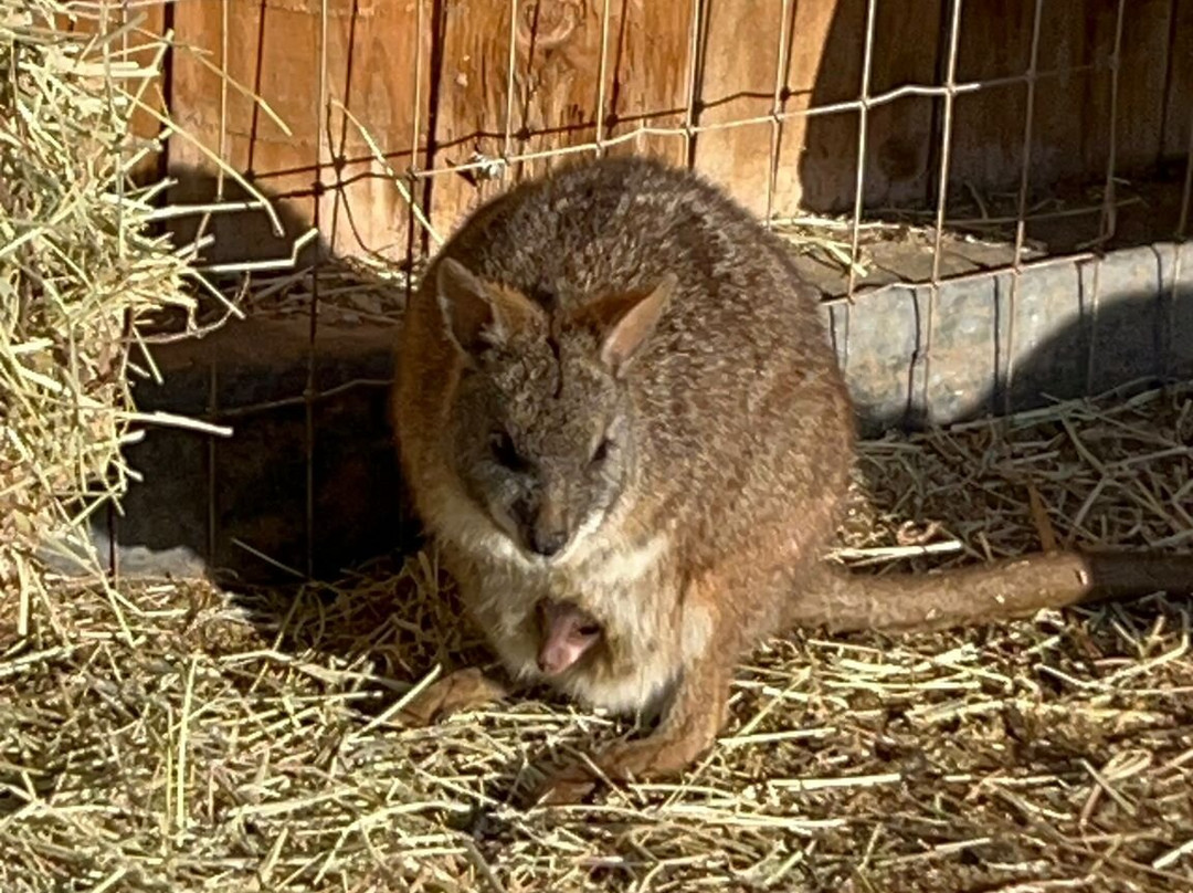 Nanny Sharon's Alpaca Farm C.I.C-Prenton必去景点