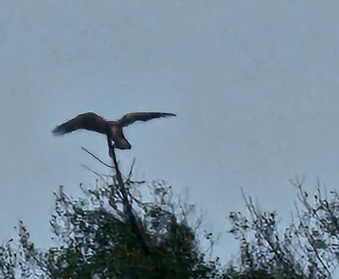 Ragin Cajun Airboat Tours-新奥尔良必去景点