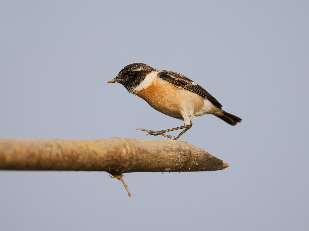 Avocet & Peregrine (Birding & Bird Photography)-巴拿吉必去景点