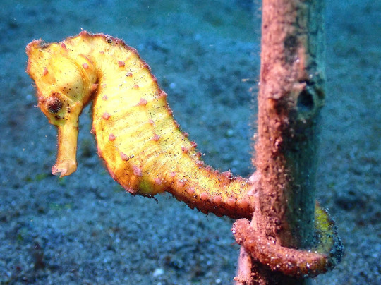 黑沙潜水疗养酒店主图