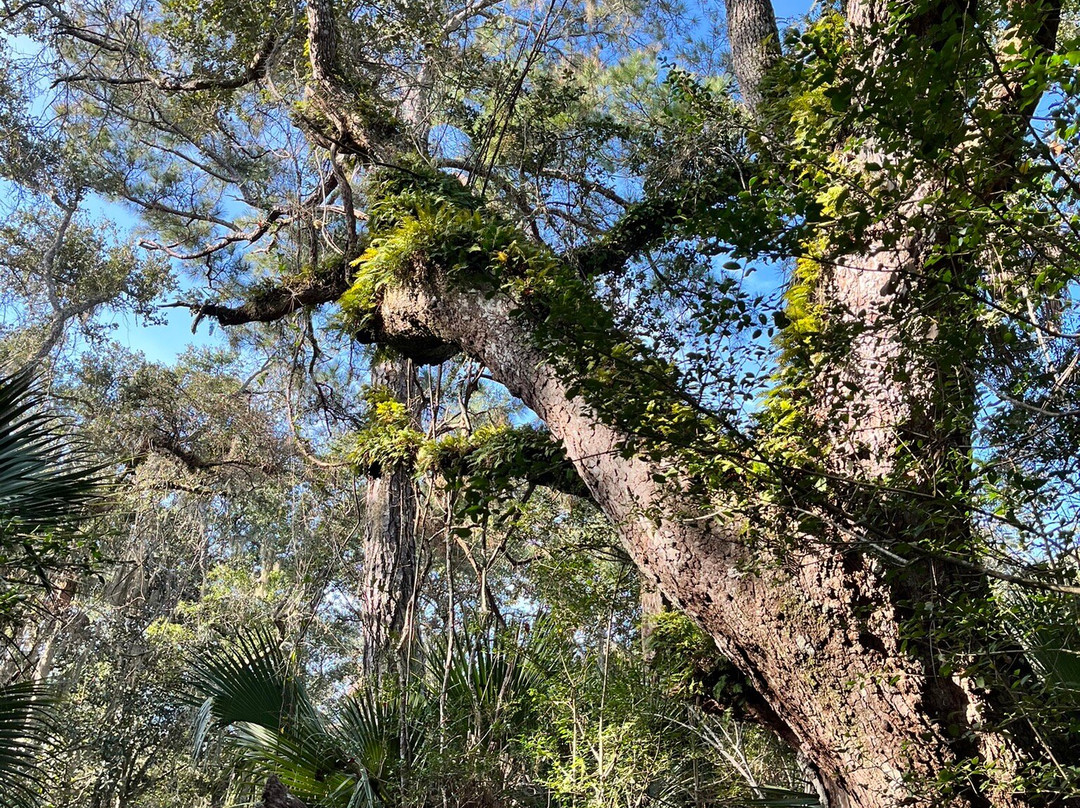 Anastasia State Park-圣奥古斯丁必去景点