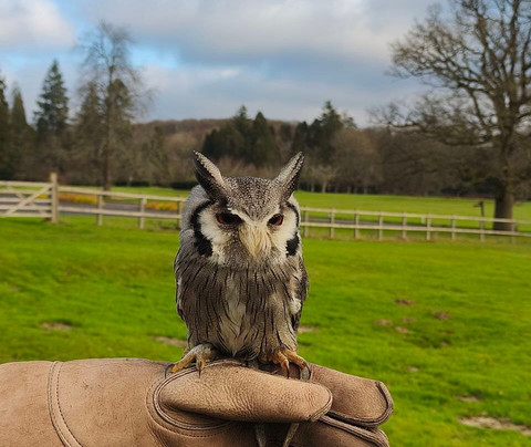 Surrey Hills Falconry-Ockley必去景点