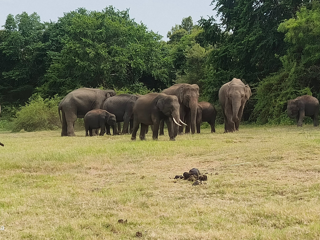 Ceylon Safari Tours-蒂瑟默哈拉默必去景点