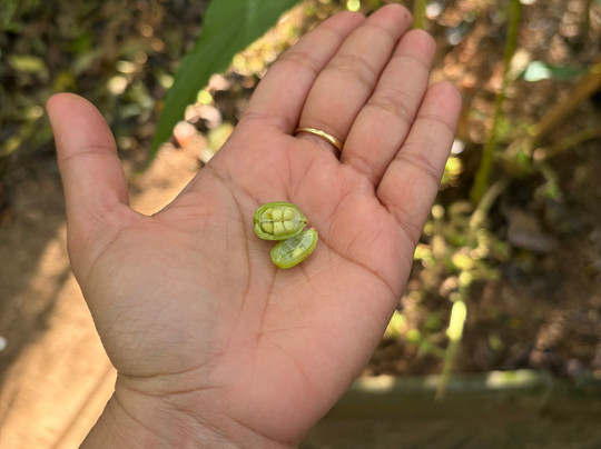 Greenland Spices & Ayurvedic Garden-Thokkupara必去景点