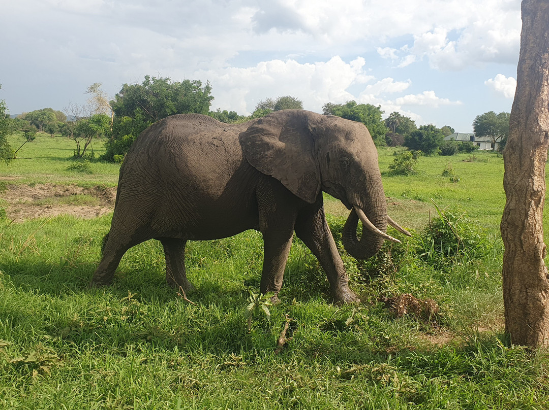 TanzAmerica Safaris Ltd.-米库米国家公园必去景点