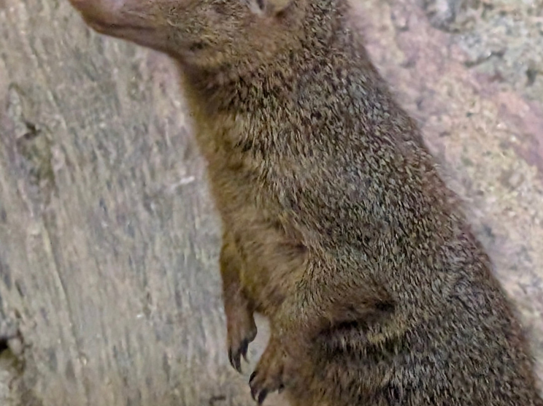 Newquay Zoo-纽奎必去景点