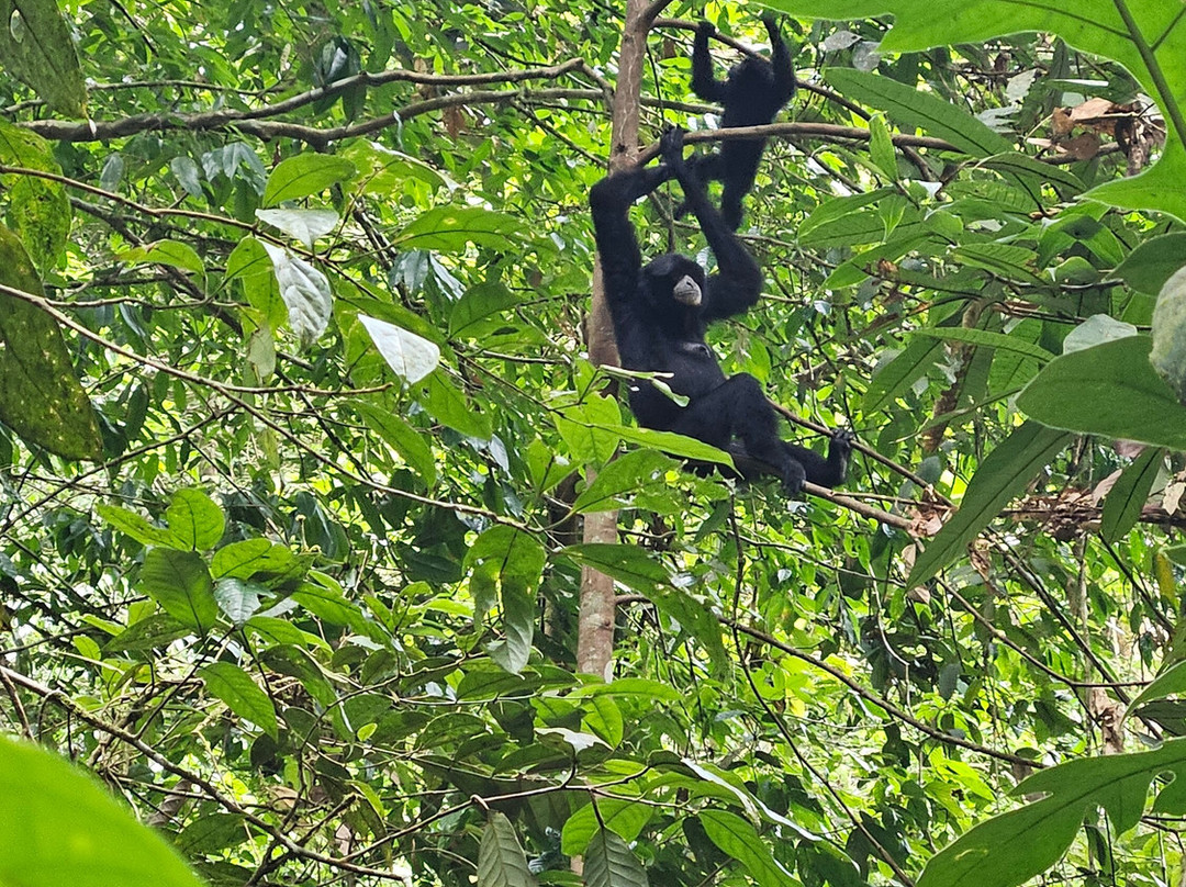 Explore Sumatra Orangutan-武吉拉旺必去景点