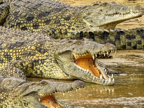 Unveil Uganda safaris-恩德培必去景点