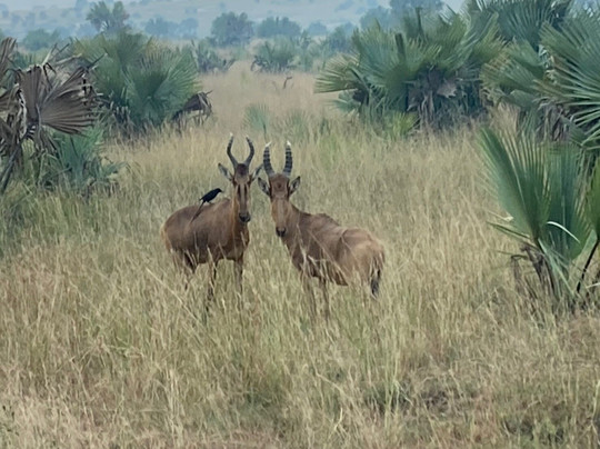 Africa Runners Company-坎帕拉必去景点