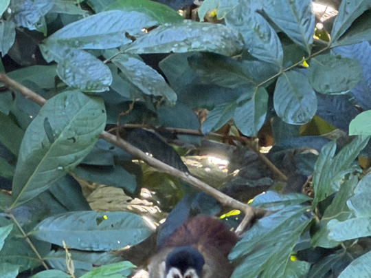 Sierpe Outfitters-Sierpe必去景点