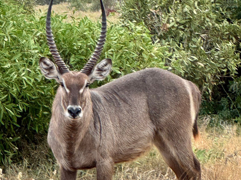 Katuta Kenya Safaris-蒙巴萨必去景点