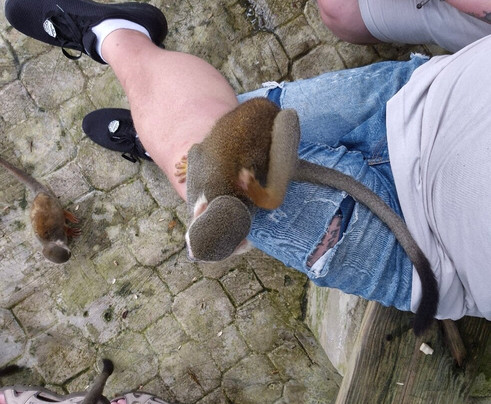 Monkeyland-Higuey必去景点