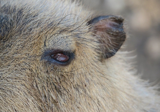 Melios Zoo-尼科西亚必去景点