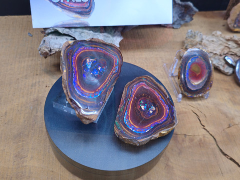 Opal Museum-布里斯班必去景点