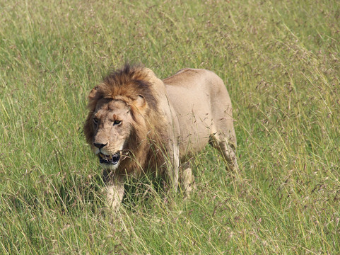 Earthwings Tours and Safaris-内罗毕必去景点