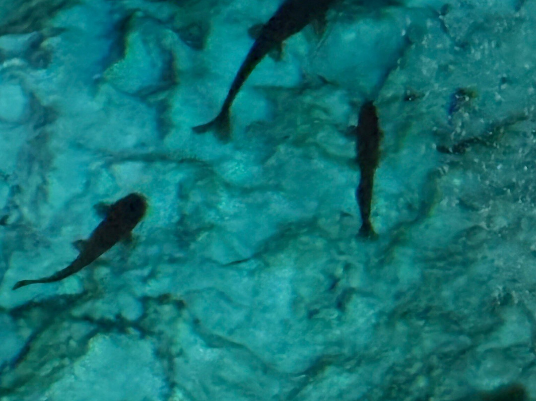 Parque Ecoturistico Cenote Aktun Bej-图伦必去景点