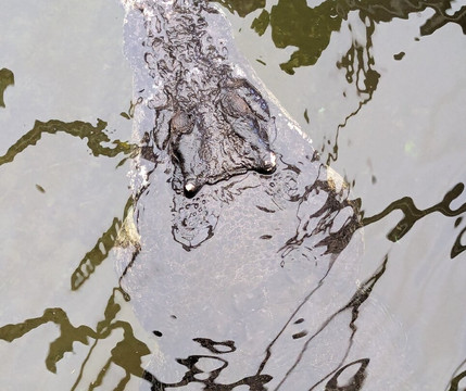 Krokodille Zoo-Eskilstrup必去景点